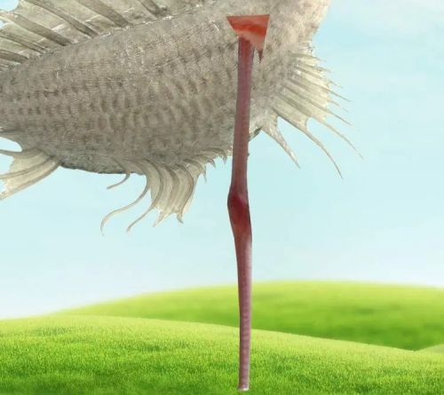 آموزش طراحی موجود خیالی در فتوشاپ